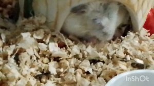 Тишка: “я новенький”… Звёздочка и Метруся: “держись” 😂🐹