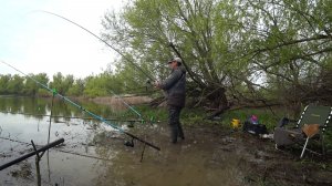 сазан в затопленном лесу на поплавочку вода все прибывает,а он клюет #рыбалка #сазан #весна #сазан