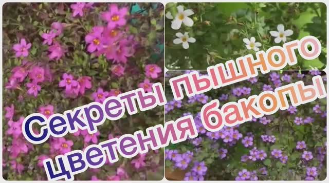 Секреты пышного цветения бакопы