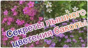 Секреты пышного цветения бакопы
