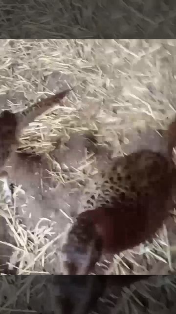 Самые пугливые птицы