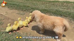 Утята и Цыплята - Кошки и котята, Собаки и щенята 346 Хвостики да Усики ❣️