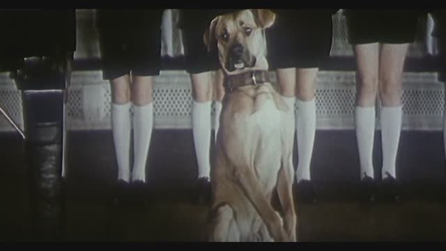 Щенок по имени Пёс! Фрагменты из фильма 