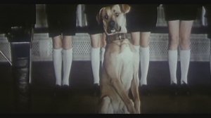 Щенок по имени Пёс! Фрагменты из фильма "Учитель пения". 1972 г.