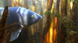 Диалоги с подвохами. Валерий Алексеев в дельте Волги.