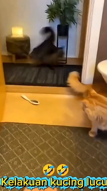 Приколюхи с котами