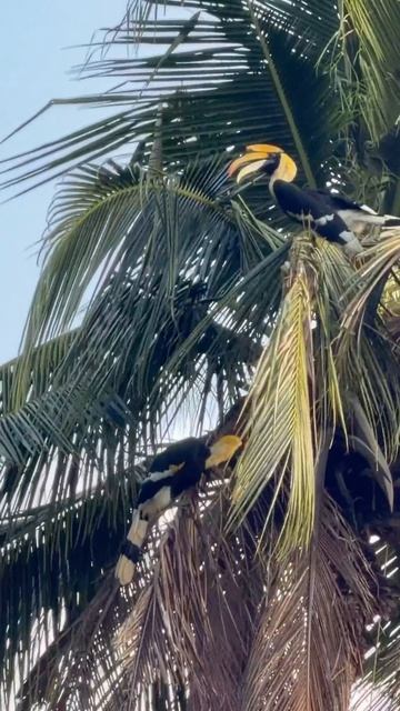 птица носорог