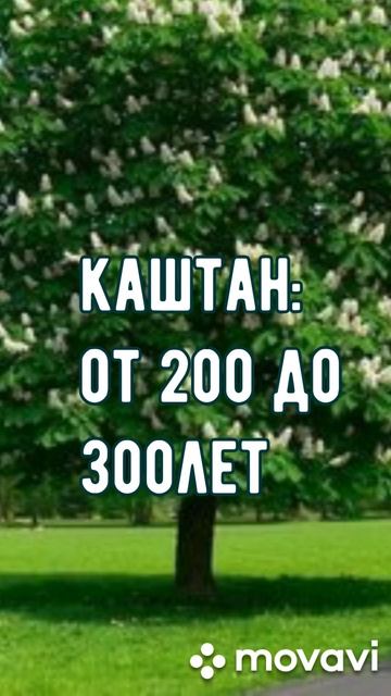 СКОЛЬКО ЖИВУТ ДЕРЕВЬЯ???