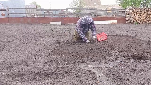 Посадка Гладиолусов в клумбу 