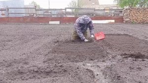 Посадка Гладиолусов в клумбу «Для Души»