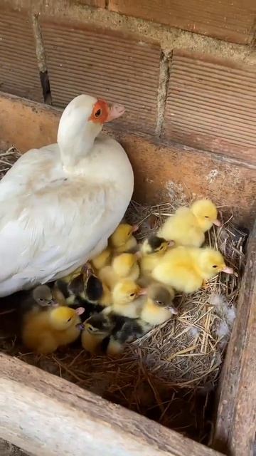 Видео от МЯУтаверс – как метавселенная, но с котами