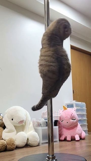 КОТИК КАЙФУЕТ😀