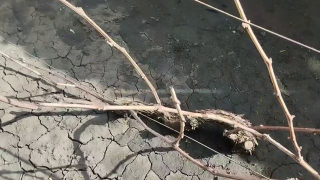 25.04.2026 Выглянуло солнышко. Посадили лук на зелень. Купили свиной окорок