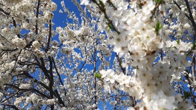 ВЕСНА. САД В ЦВЕТУ #весна #садвцвету #цветы #алыча #растения #природа #красота