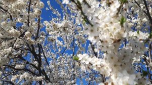 ВЕСНА. САД В ЦВЕТУ #весна #садвцвету #цветы #алыча #растения #природа #красота