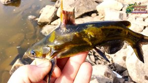 Легкий джиг на Амуре - что поймал с первого заброса? рыбалка с #fishermandv27rus №6