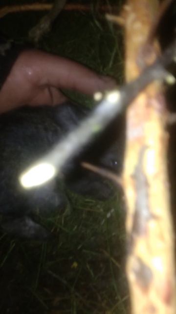 Крольчата на 12 шибко рано остаживать