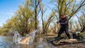 Сазанье логово в лесу! Удочка в дугу, вода в брызгах! Эпичная поплавочная рыбалка