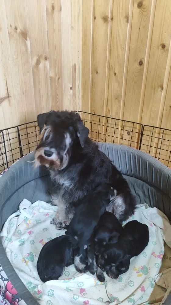 Цвергшнауцер, щенки мальчики и девочки.