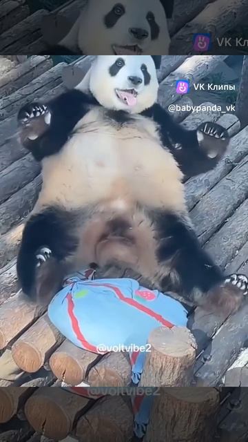 смешные панды