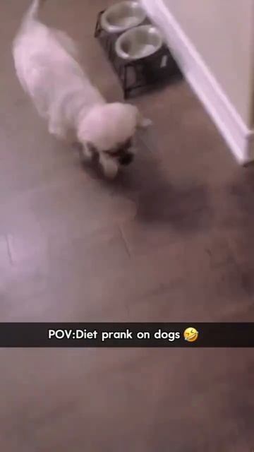 Prank Dogs