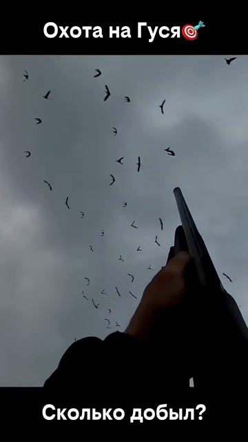 Охота на гуся 🎯