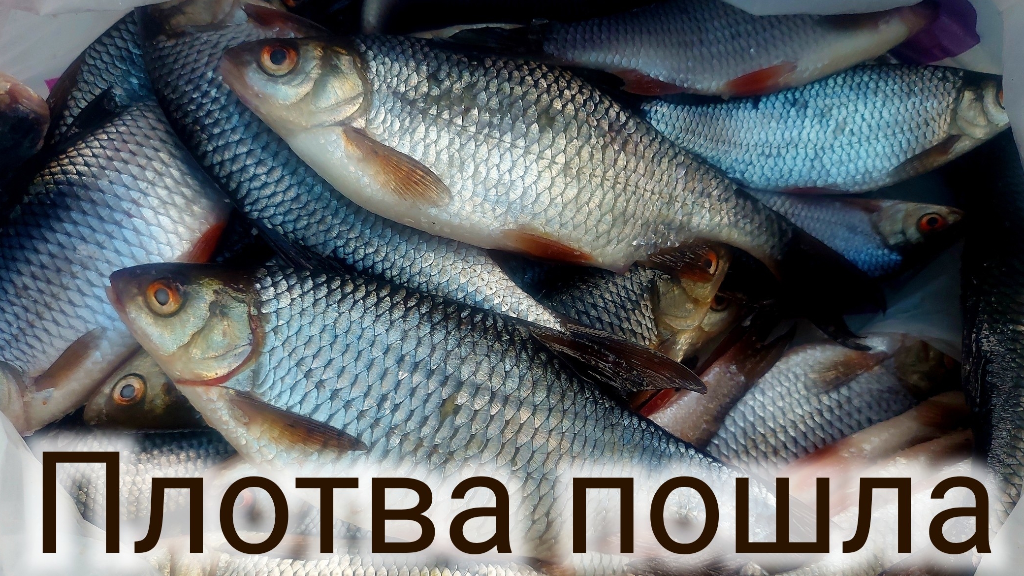 Плотва пошла , ловлю на поплавок с берега смотреть онлайн