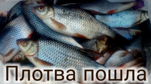 Плотва пошла , ловлю на поплавок с берега