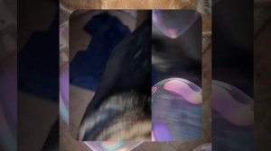 1000057103.mp4 (Собака наблюдает за устройством лестницы на 2-ой этаж в доме А-фрейм)