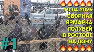🔥🔥🔥 19.04.26 Сборная ярмарка голубей в Ростове на Дону. Птичий рынок. Pigeons Fair.  Bird Market.