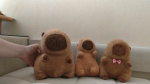 Задавайте нашим капибарам вопросы.mp4