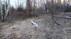 Ловля 25.04.2026.