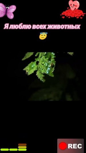 Животные приколы и не только😅