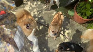 Большое спасибо Марии, получили ушки и с большим удовольствием все погрызли.