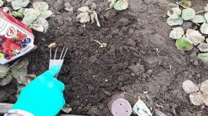 Сегодня клубничные хлопоты