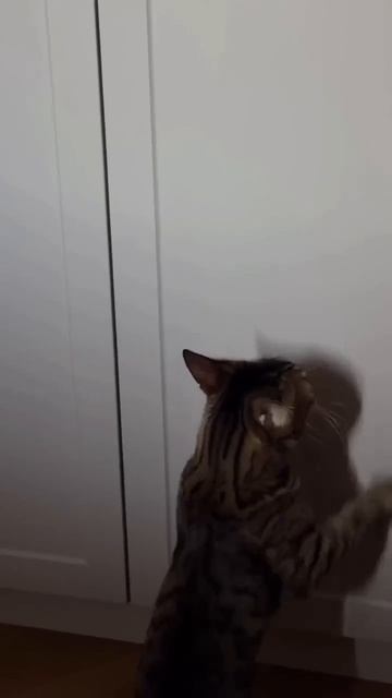 Видео от Йо видео и мемы