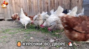 Забавные курочки несушки во дворе очень счастливы 🥚😂🐥 (2)