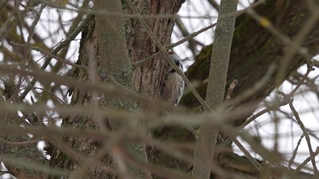 Малый пёстрый дятел