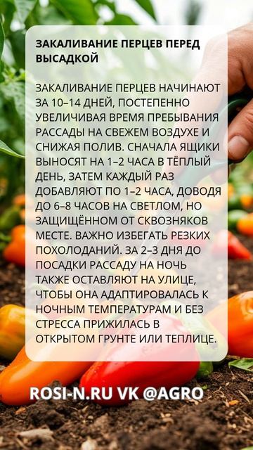 Закаливание перцев перед высадкой