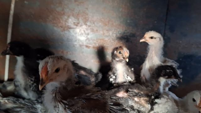 Цыплятам три недели.