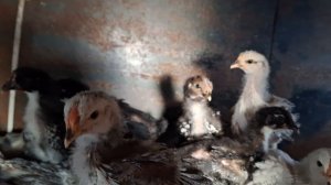Цыплятам три недели.
