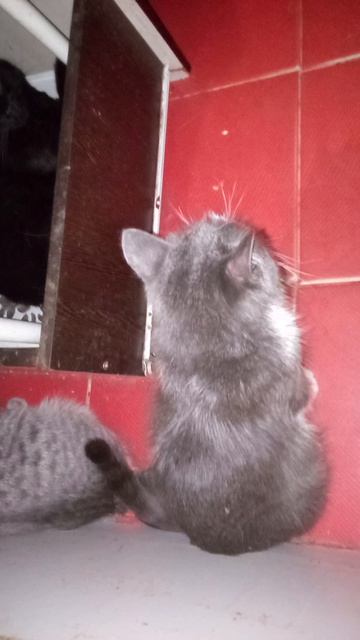 Маша собралась на улицу. 
Она и до болезни убегала,я ее ловила .Но не всегда можно догнать животное