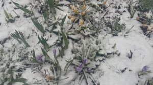 Навалило снега, обзор рассады 26 апреля.