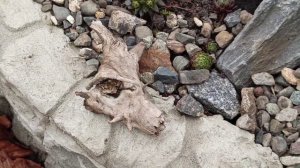 Набрала коряг... Радуюсь!