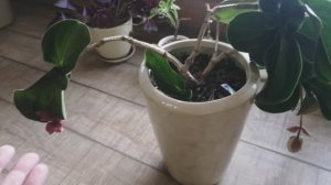 Зацветает Хойя! Мединилла распускается! Мою окна в зимнем саду! Погода! Град!