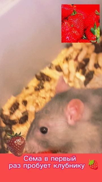[✿]— Сёма в первый раз пробует клубничку 🍓 (ему понравилось) смотреть онлайн