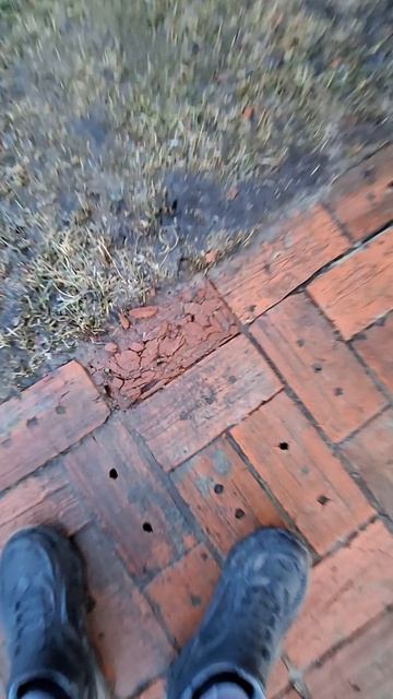 Кирпичная садовая дорожка пережила зиму #садоваядорожка #дача #жизньвдеревне #веснапришла