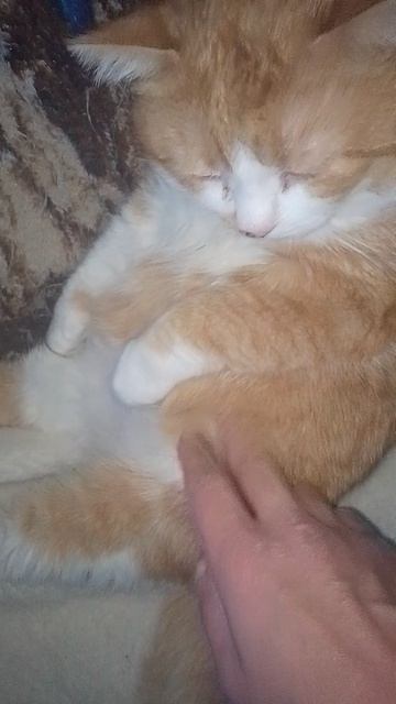 троюшка и глазик😺