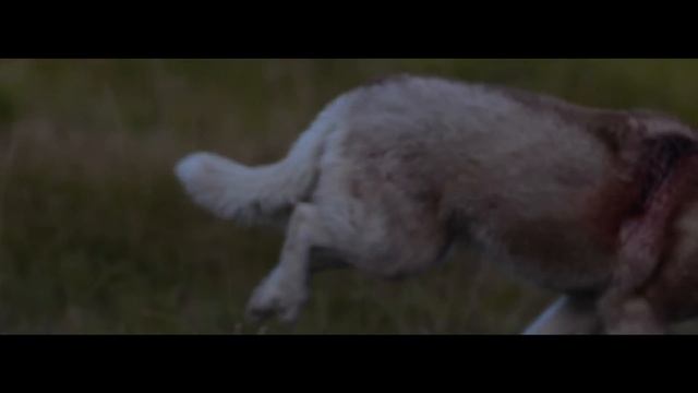 David Guetta - She Wolf (Falling To Pieces) ft. Sia (Official Video).