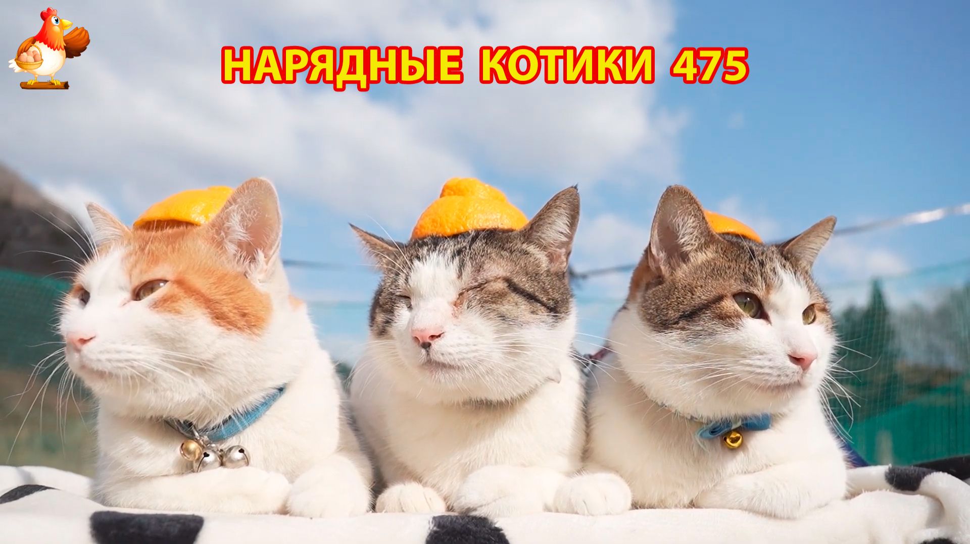Нарядные Котики расслабляются на солнышке 🌞 🐈🐈🐈 (475)